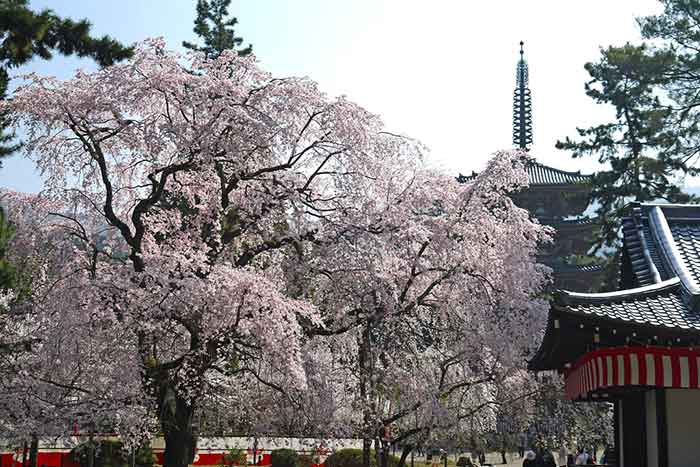 醍醐寺　桜